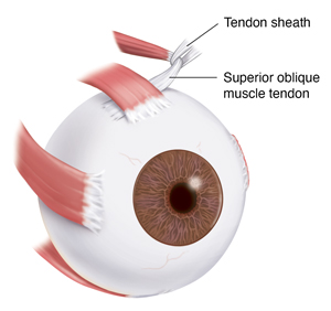 Three-quarter view of eye showing eye muscles.