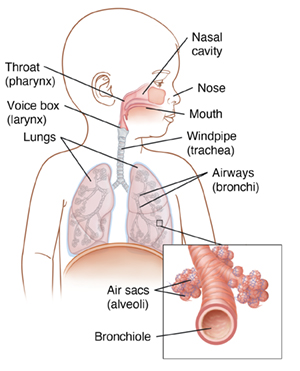 Front view of baby with head turned showing respiratory anatomy. Inset shows closeup of bronchiole and alveoli.
